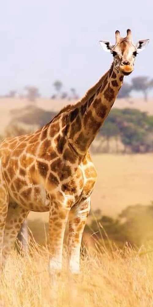 Safari